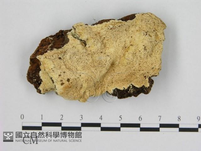 登錄號:F0006958藏品圖，第1張