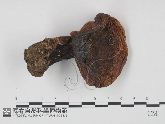 登錄號:F0021958藏品圖，第1張
