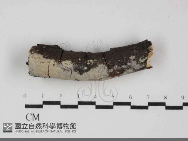 刺皮菌屬藏品圖，第1張