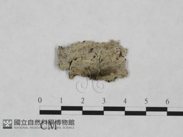 館號:F0024958藏品圖，第1張