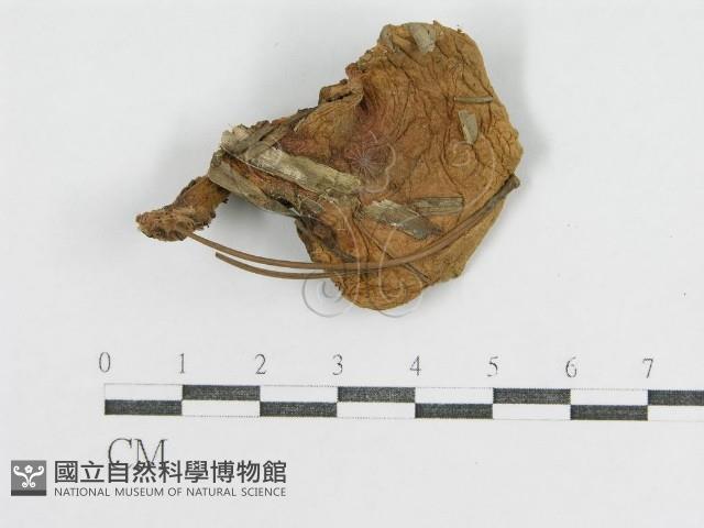 登錄號:F0004958藏品圖，第1張