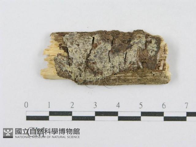 射脈菌屬藏品圖，第1張