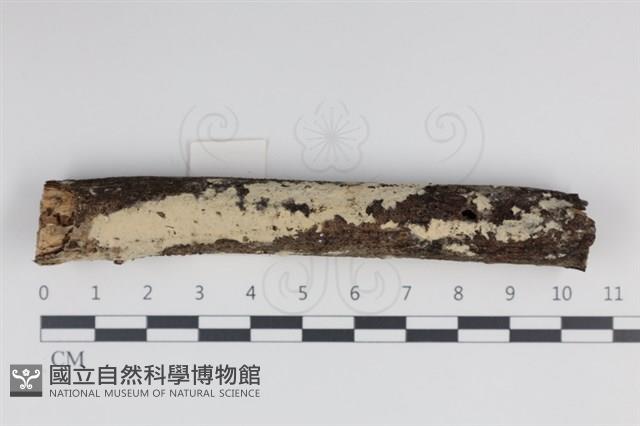 登錄號:F0034958藏品圖，第1張