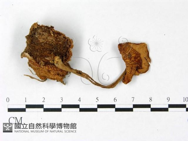 登錄號:F0022958藏品圖，第1張