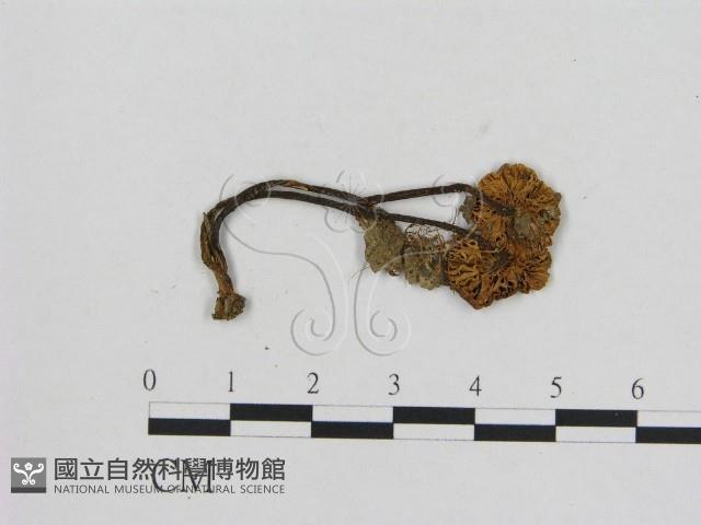 小菇屬藏品圖，第1張