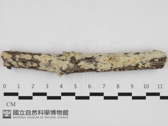 登錄號:F0032958藏品圖，第1張