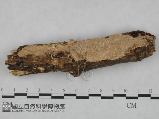 登錄號:F0007958藏品圖，第1張