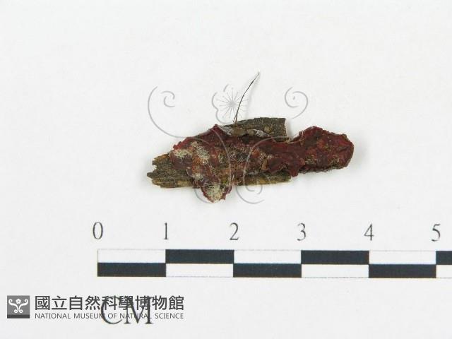 登錄號:F0017958藏品圖，第1張