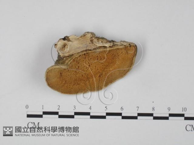 登錄號:F0005958藏品圖，第1張