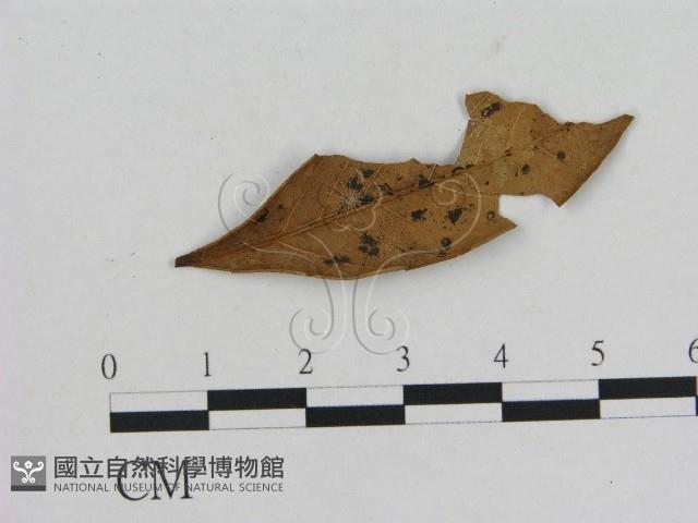 小菇屬藏品圖，第1張