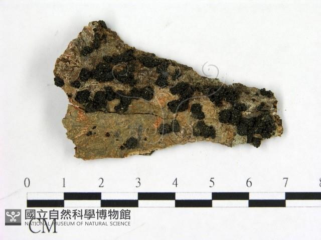 登錄號:F0009958藏品圖，第1張