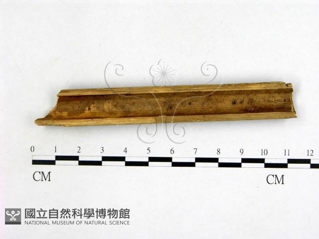 登錄號:F0019958藏品圖，第1張