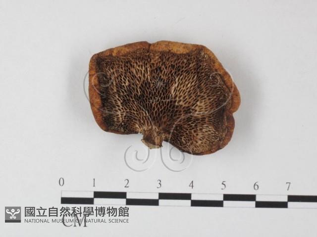 登錄號:F0023958藏品圖，第1張