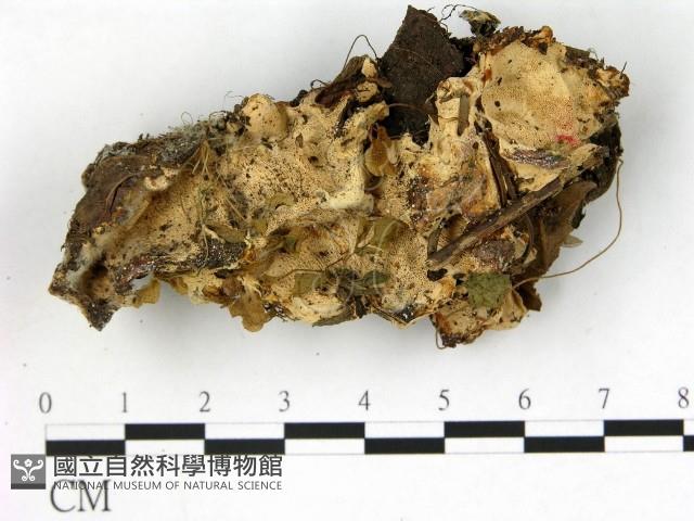 登錄號:F0003958藏品圖，第1張