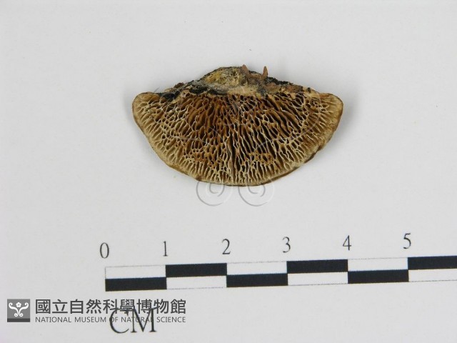 登錄號:F0013958藏品圖，第1張