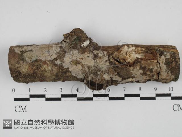 登錄號:F0028658藏品圖，第1張