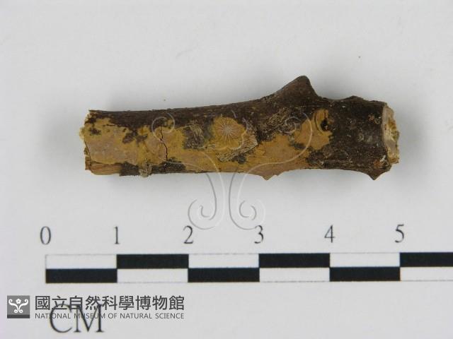 刺革菌屬藏品圖，第1張