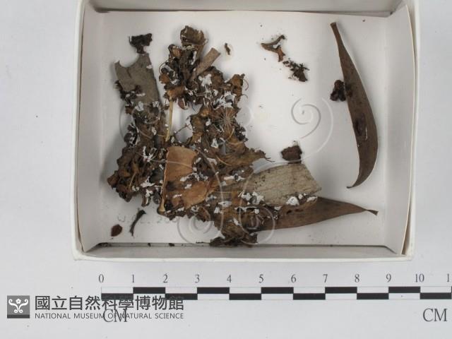 登錄號:F0018658藏品圖，第1張