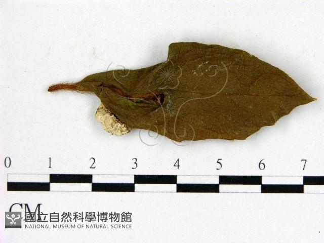 登錄號:F0020658藏品圖，第1張