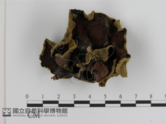毛木耳藏品圖，第1張