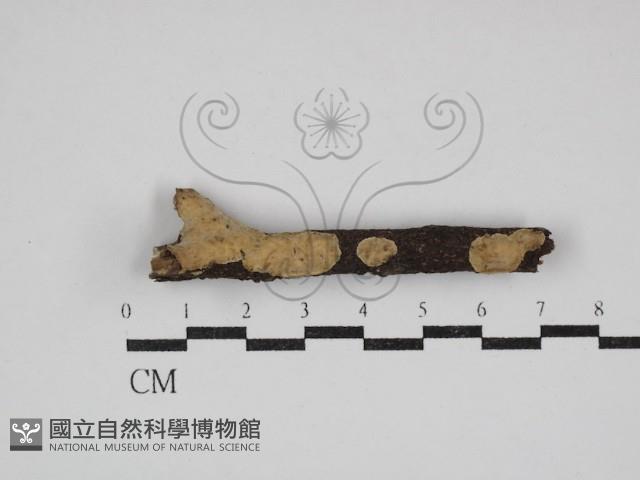 登錄號:F0030658藏品圖，第1張