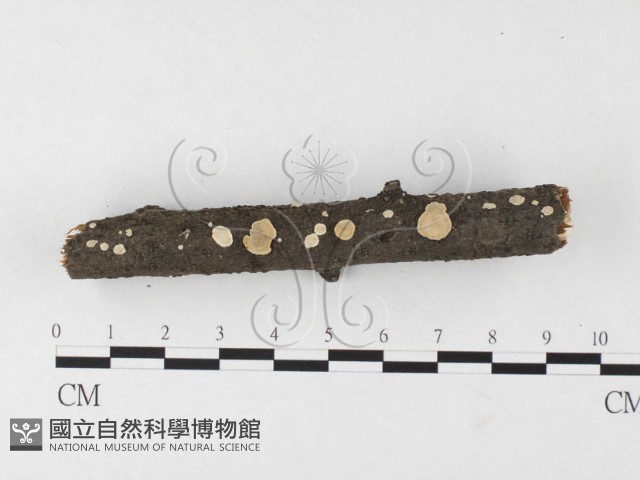 刺皮菌屬藏品圖，第1張