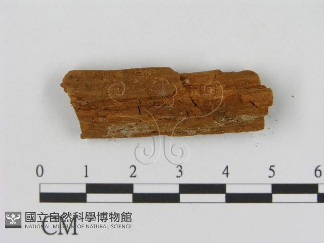 登錄號:F0016658藏品圖，第1張