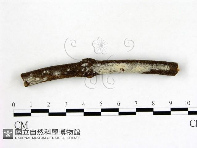 冇骨消絲齒菌藏品圖，第1張