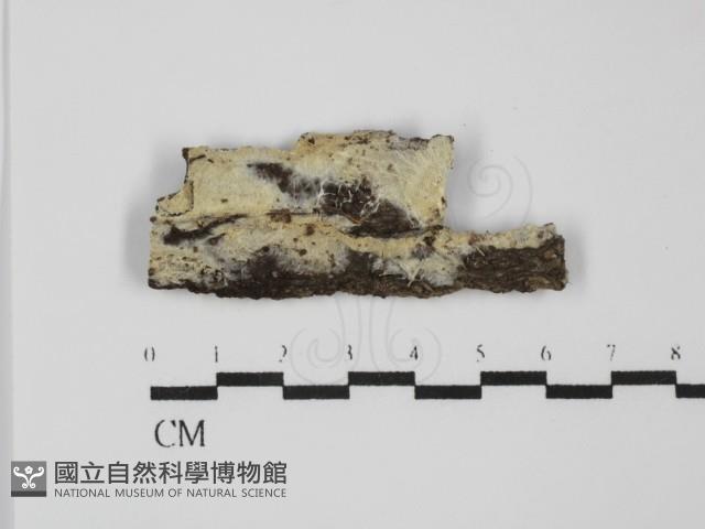 登錄號:F0031658藏品圖，第1張