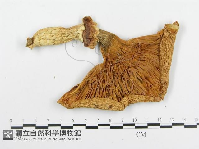 登錄號:F0004658藏品圖，第1張