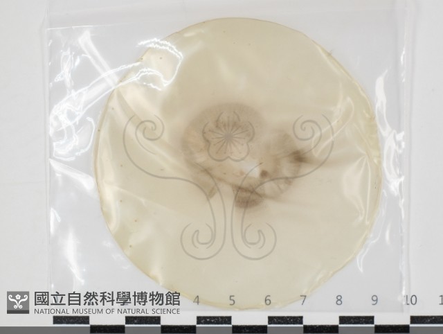 登錄號:F0034658藏品圖，第1張