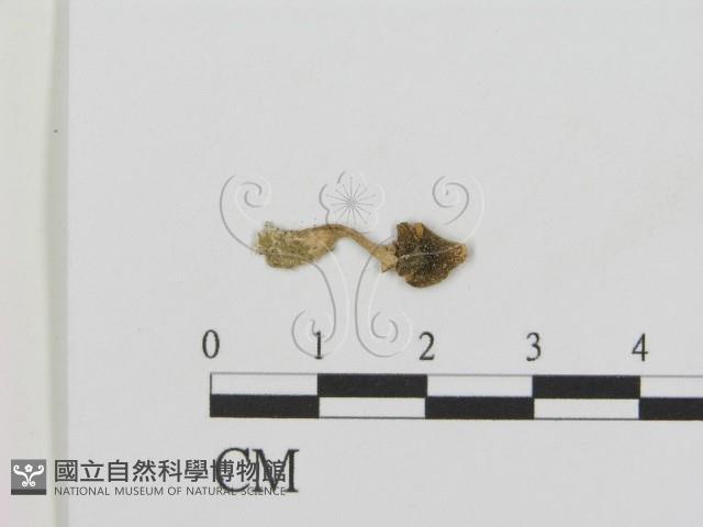 登錄號:F0012658藏品圖，第1張