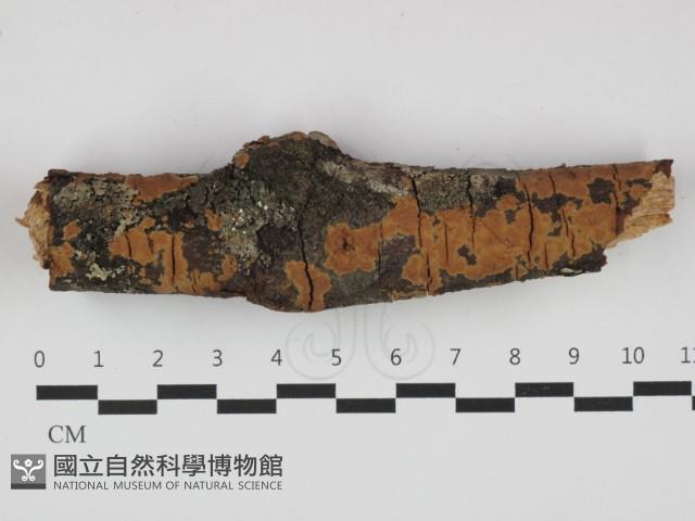 登錄號:F0032658藏品圖，第1張