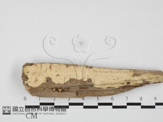 筍殼菌屬藏品圖，第1張