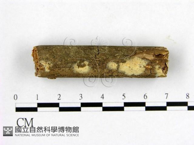 登錄號:F0007658藏品圖，第1張