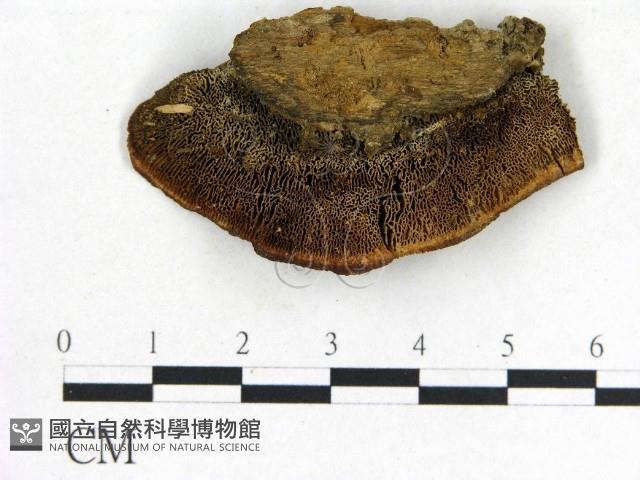 登錄號:F0017658藏品圖，第1張