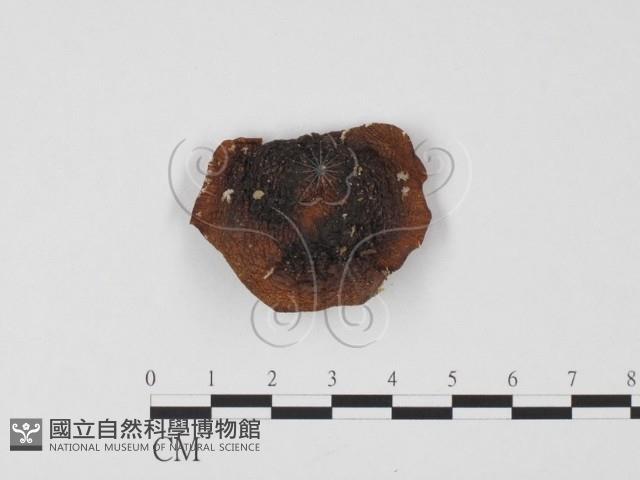 登錄號:F0025658藏品圖，第1張