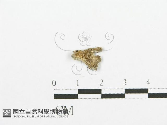 裂褶菌藏品圖，第1張