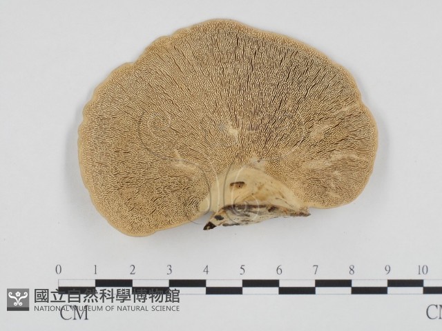 登錄號:F0015658藏品圖，第1張