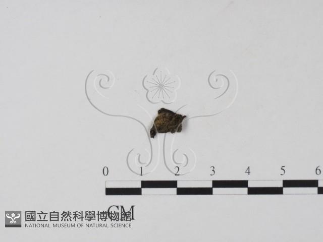 登錄號:F0019658藏品圖，第1張