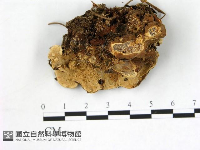 登錄號:F0013658藏品圖，第1張