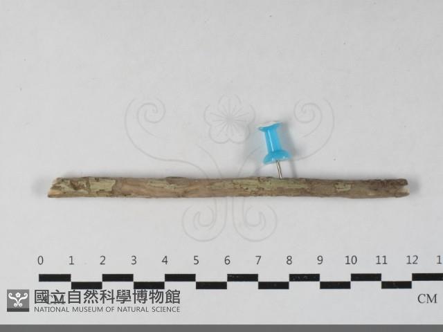 登錄號:F0033658藏品圖，第1張