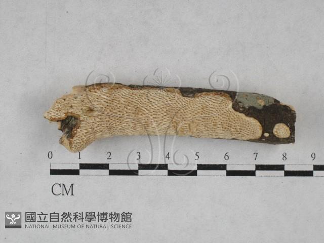 登錄號:F0028458藏品圖，第3張