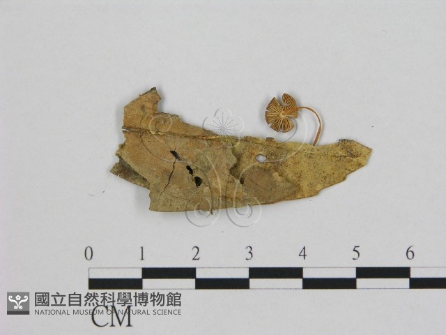 小皮傘屬藏品圖，第1張