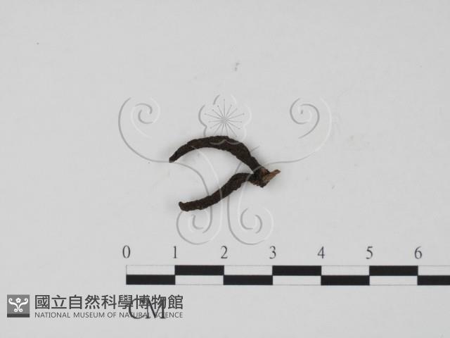 炭角菌屬藏品圖，第1張