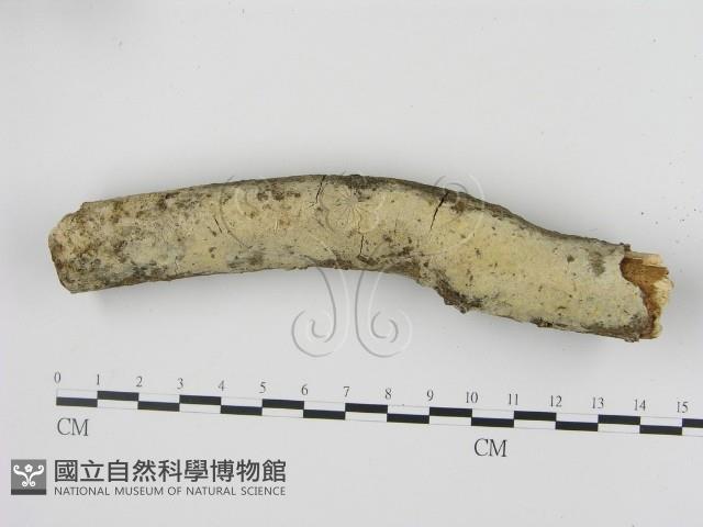 剛毛絲皮菌藏品圖，第1張