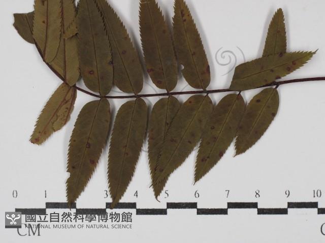 登錄號:F0030458藏品圖，第1張