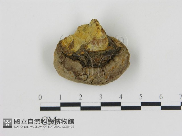 登錄號:F0016458藏品圖，第1張
