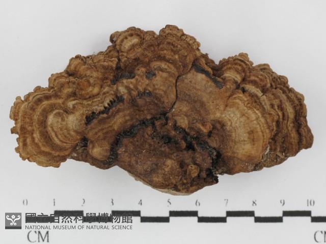 登錄號:F0031458藏品圖，第1張