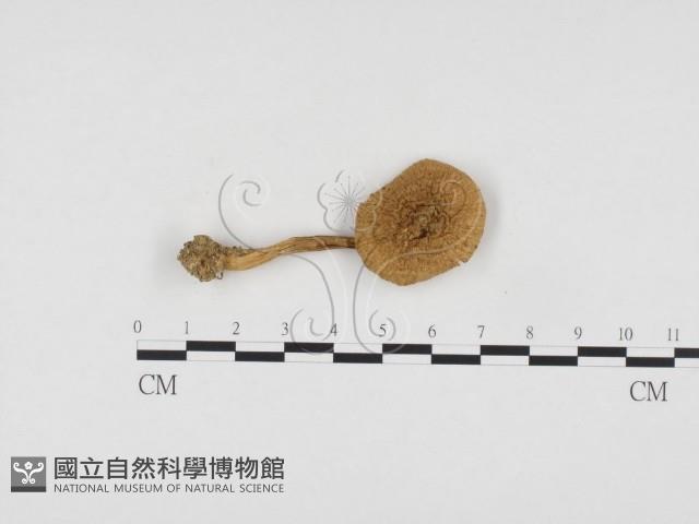 登錄號:F0024458藏品圖，第1張